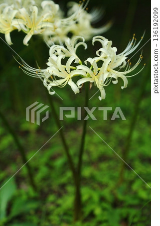 White giant buna White giant buna 136192099