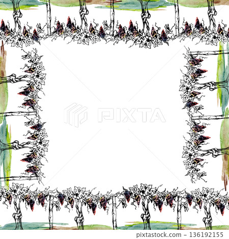 Vineyard square frame with leafy grape clusters on twisted trunks in rows, landscape element. Hand drawn in ink and watercolor for menus, posters, premium packaging, viticulture brochures, farm tours Vineyard square frame with leafy grape clusters on twisted trunks in rows, landscape element. Hand drawn in ink and watercolor for menus, posters, premium packaging, viticulture brochures, farm tours 136192155