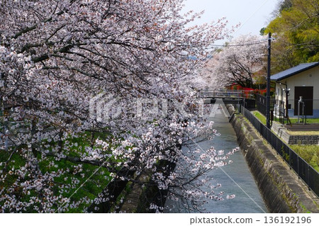 Cherry blossoms at Yamashina Canal [Yamashina Ward, Kyoto City] 136192196