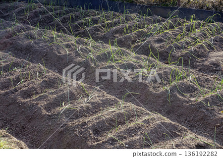 十二月種下韭菜苗的田地 十二月種下韭菜苗的田地 136192282