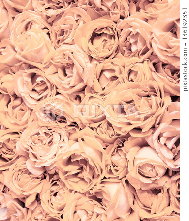 Natural background of rose petals Natural background of rose petals 136192351