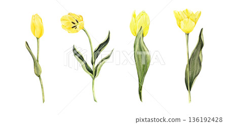 Yellow tulips watercolor botanical collection Yellow tulips watercolor botanical collection 136192428