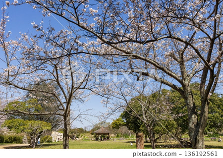 Akashi Park and Akashi Castle Ruins in Spring, Akashi City, Hyogo Prefecture 136192561