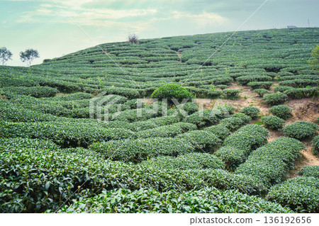茶葉種植園花園休閒場茶園 136192656