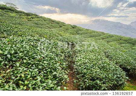 Tea leaf plantation garden leisure field tea field 136192657