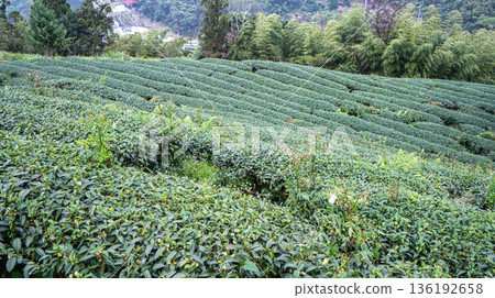 茶葉種植園花園休閒場茶園 136192658
