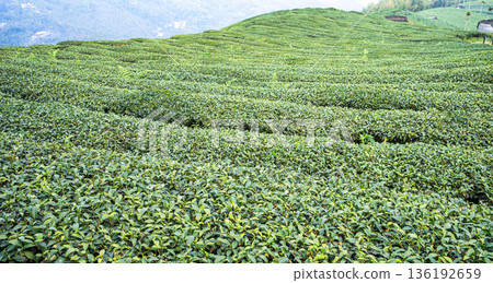 茶葉種植園花園休閒場茶園 136192659