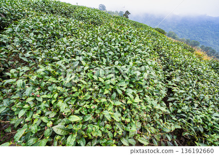 茶葉種植園花園休閒場茶園 136192660