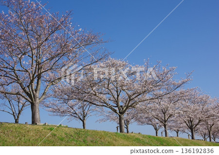 兵庫縣小野市小野櫻花走廊 136192836
