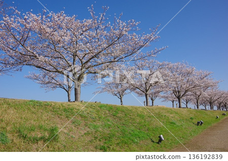 Ono Cherry Blossom Corridor, Ono City, Hyogo Prefecture 136192839