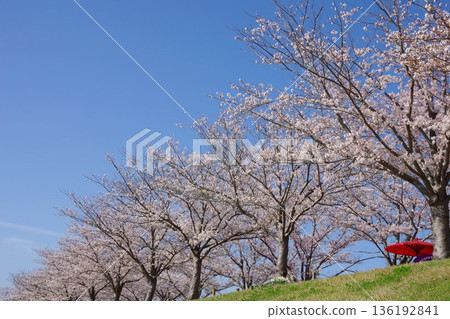兵庫縣小野市小野櫻花走廊 兵庫縣小野市小野櫻花走廊 136192841