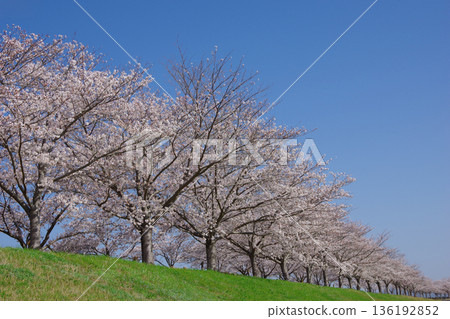 Ono Cherry Blossom Corridor, Ono City, Hyogo Prefecture 136192852
