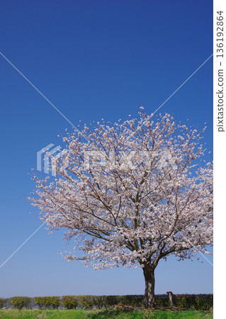 Ono Cherry Blossom Corridor, Ono City, Hyogo Prefecture Ono Cherry Blossom Corridor, Ono City, Hyogo Prefecture 136192864