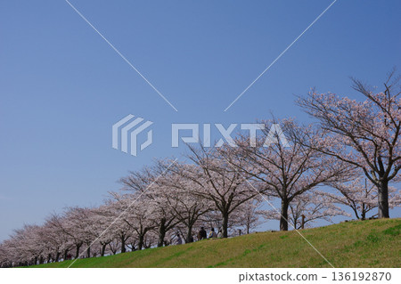 兵庫縣小野市小野櫻花走廊 136192870