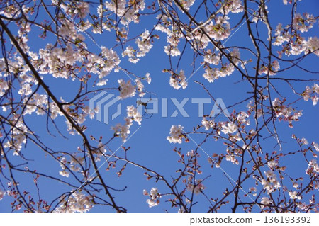 櫻花和無人機 136193392