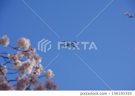 櫻花和無人機 136193393