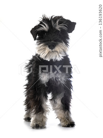 miniature schnauzer in studio 136193620