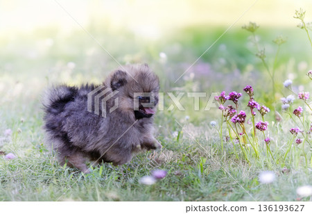 puppy pomeranian in nature 136193627