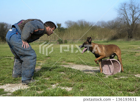 training of belgian shepherd 136193631