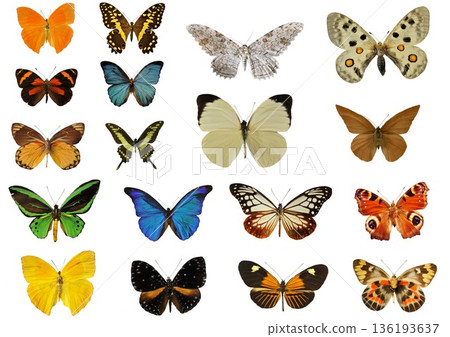 group of butterfly group of butterfly 136193637