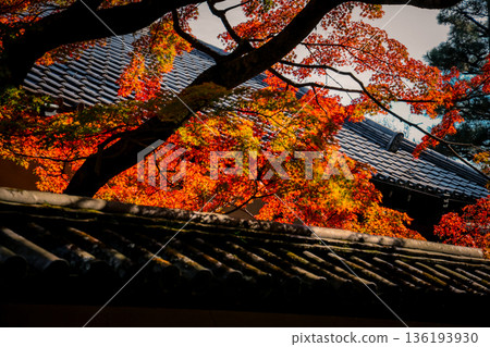 Nov 24 2025 Autumn Maple Leaves Along Path at Zuiun ken Temple Kyoto Nov 24 2025 Autumn Maple Leaves Along Path at Zuiun ken Temple Kyoto 136193930