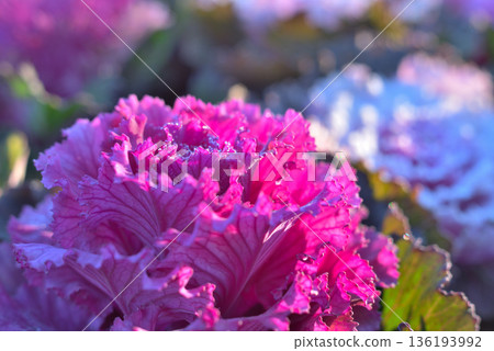 覆滿霜的菊花 136193992