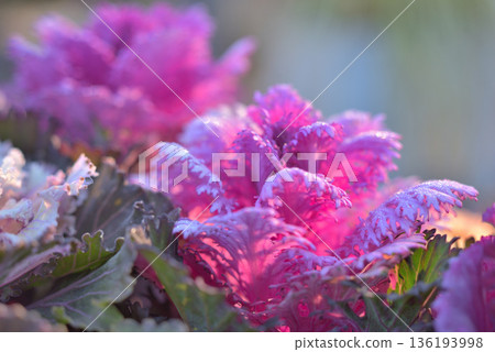 覆滿霜的菊花 覆滿霜的菊花 136193998