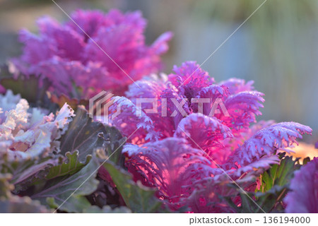 覆滿霜的菊花 覆滿霜的菊花 136194000