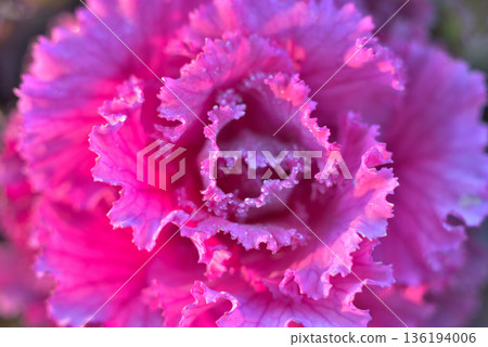 覆滿霜的菊花 覆滿霜的菊花 136194006