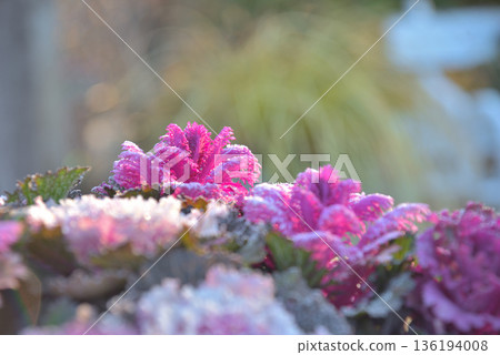 Frost-covered chrysanthemums Frost-covered chrysanthemums 136194008