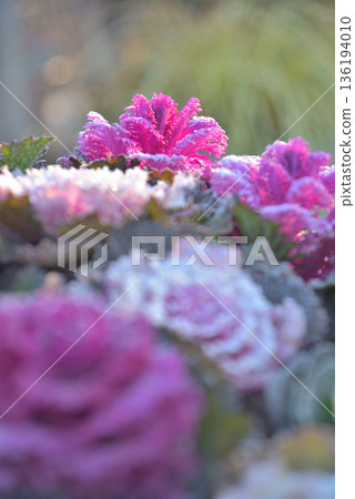 Frost-covered chrysanthemums Frost-covered chrysanthemums 136194010