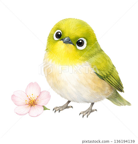 水彩風格櫻花與繡眼鳥春季剪紙插畫素材 136194139