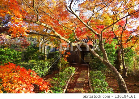 Autumn in Sagano, Kyoto: The path around Hirosawa Pond dyed in autumn leaves Autumn in Sagano, Kyoto: The path around Hirosawa Pond dyed in autumn leaves 136194161