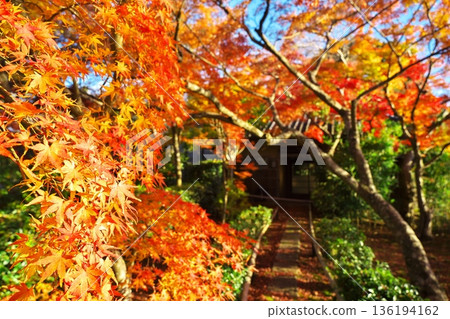 Autumn in Sagano, Kyoto: The path around Hirosawa Pond dyed in autumn leaves Autumn in Sagano, Kyoto: The path around Hirosawa Pond dyed in autumn leaves 136194162