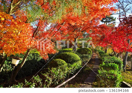Autumn in Sagano, Kyoto: The path around Hirosawa Pond dyed in autumn leaves Autumn in Sagano, Kyoto: The path around Hirosawa Pond dyed in autumn leaves 136194166