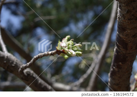 櫻花的風景 櫻花的風景 136194572