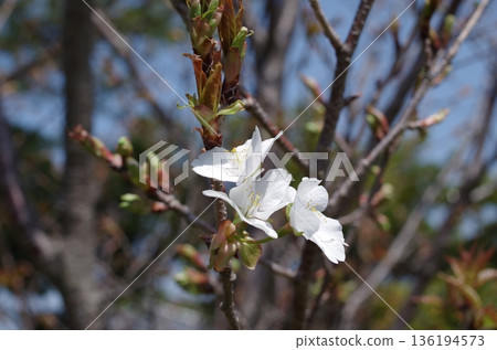 Scenery with cherry blossoms 136194573
