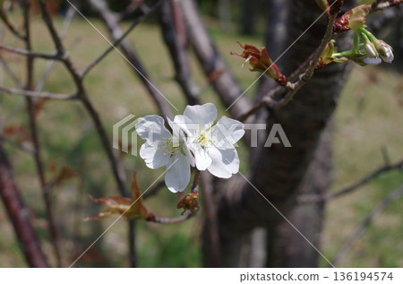 Scenery with cherry blossoms 136194574