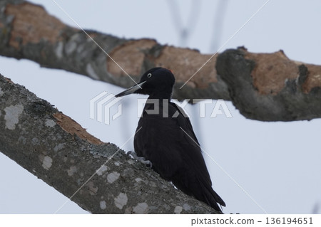棲息在樹上的黑啄木鳥 棲息在樹上的黑啄木鳥 136194651