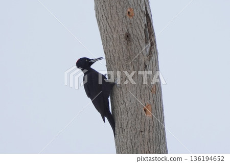 Black woodpecker perching on a tree Black woodpecker perching on a tree 136194652