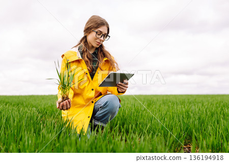 A young female smart farmer with tablet on field, High technology innovations and smart farming. 136194918