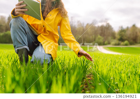Woman farmer with tablet on field evaluates shoots, green wheat sprouts in field. Harvesting. 136194921