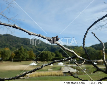 櫻花花苞靜待春天到來 136194929