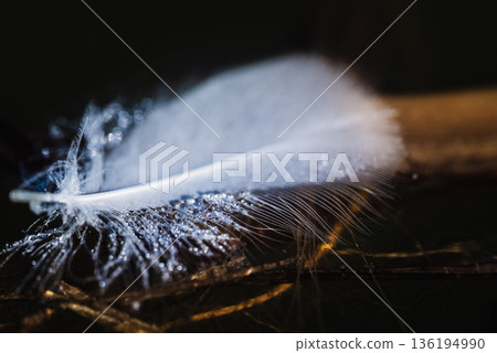 A swan's feather shining with water droplets A swan's feather shining with water droplets 136194990