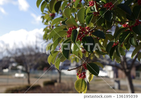 黑金餅配紅漿果 黑金餅配紅漿果 136195039