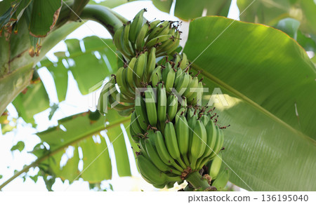 Banana bunch hanging in a vibrant tropical garden under the sun with lush green leaves swaying gently in the breeze Banana bunch hanging in a vibrant tropical garden under the sun with lush green leaves swaying gently in the breeze 136195040