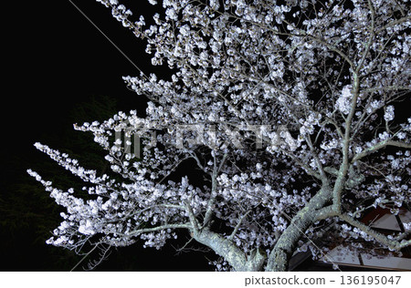 Nishiyama Park (near Nishiyamaso) Nishiyama Park (near Nishiyamaso) 136195047