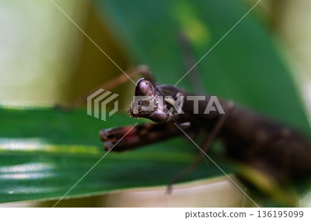 Macro shot of a praying mantis searching for prey on a leaf Macro shot of a praying mantis searching for prey on a leaf 136195099