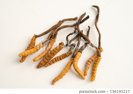 Cordyceps sinensis or Ophiocordyceps sinensis isolated on white background, mushroom herb treatment medicine. Cordyceps sinensis or Ophiocordyceps sinensis isolated on white background, mushroom herb treatment medicine. 136195227