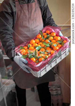 Grocery store clerk holding a crate of fresh tangerines, food retail, fruit sales, agricultural products, seasonal harvest, natural products 136195234